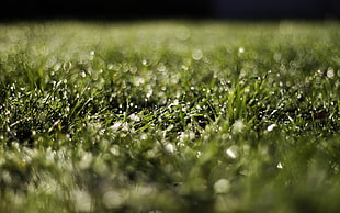 selective photography of green grass with dew drops